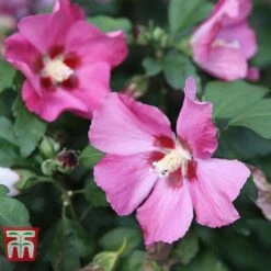 Hibiscus Syriacus 'Woodbridge' -NAOMI Plant Shop HIBI T67967 E