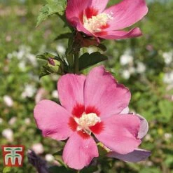 Hibiscus Syriacus 'Woodbridge' -NAOMI Plant Shop HIBI T67967 F