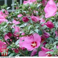 Hibiscus Syriacus 'Woodbridge' -NAOMI Plant Shop HIBI T67967 G