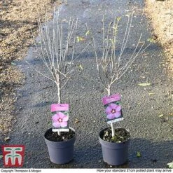 Hibiscus Syriacus 'Woodbridge' -NAOMI Plant Shop HIBI T67967 H