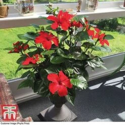 Hibiscus 'Festive Flair' - Gift -NAOMI Plant Shop HIBI TG24284 D