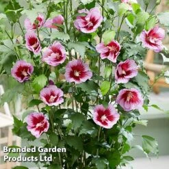 Hibiscus 'Flower Tower Purple' -NAOMI Plant Shop HIBI FTOWERPUR H43877