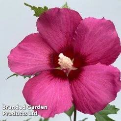Hibiscus 'Flower Tower Collection' -NAOMI Plant Shop HIBI FTOWERRUB H438801