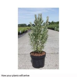 Hippophae Rhamnoides 'Hikul' -NAOMI Plant Shop HIPP T66225 A h