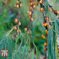 Hippophae Rhamnoides 'Leikora' -NAOMI Plant Shop HIPP T66226 C