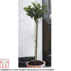 Holly 'Blue Maid' (Standard) -NAOMI Plant Shop HOLL T78741 B