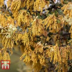 Quercus Ilex -NAOMI Plant Shop HOLM T58266 C