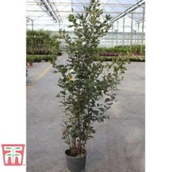 Quercus Ilex -NAOMI Plant Shop HOLM T58266 D1