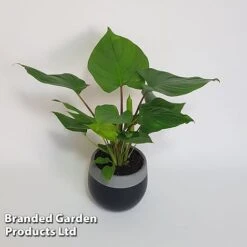 Homalomena 'Maggy' -NAOMI Plant Shop HOMA MAGGY10CM S504381