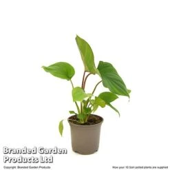 Homalomena 'Maggy' -NAOMI Plant Shop HOMA MAGGY10CM T52104