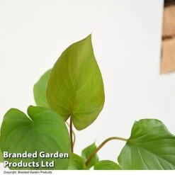 Homalomena 'Maggy' -NAOMI Plant Shop HOMA MAGGY T52107