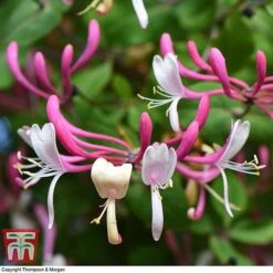 Honeysuckle 'Belgica' -NAOMI Plant Shop HONE T58011 C
