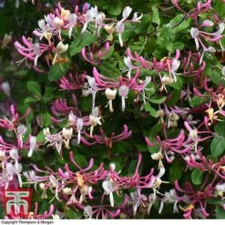 Honeysuckle 'Belgica' -NAOMI Plant Shop HONE T58011 D
