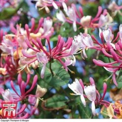Honeysuckle 'Belgica' -NAOMI Plant Shop HONE T58011 E