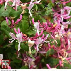 Honeysuckle 'Belgica' -NAOMI Plant Shop HONE T58011 F