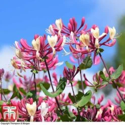 Honeysuckle 'Belgica' -NAOMI Plant Shop HONE T58011 G