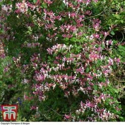 Honeysuckle 'Belgica' -NAOMI Plant Shop HONE T58011 H