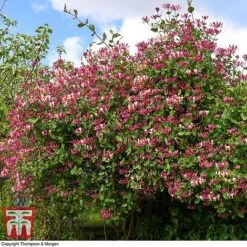 Honeysuckle 'Belgica' -NAOMI Plant Shop HONE T58011 I