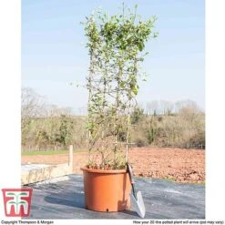 Honeysuckle 'Halliana' - Trellis -NAOMI Plant Shop HONE WKB9249 F
