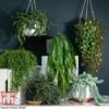Nurserymans Choice Hanging Basket Succulent Plant Collection