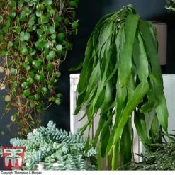 Nurserymans Choice Hanging Basket Succulent Plant Collection -NAOMI Plant Shop HOU KB3438 C