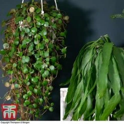 Nurserymans Choice Hanging Basket Succulent Plant Collection -NAOMI Plant Shop HOU KB3438 D