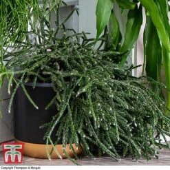 Nurserymans Choice Hanging Basket Succulent Plant Collection -NAOMI Plant Shop HOU KB3438 F