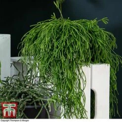 Nurserymans Choice Hanging Basket Succulent Plant Collection -NAOMI Plant Shop HOU KB3438 G