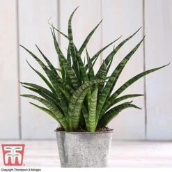 Easy Care Houseplant Collection -NAOMI Plant Shop HOU kb3603 C