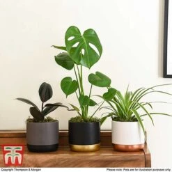 House Plant Urban Jungle Collection -NAOMI Plant Shop HOUS KA8543 H