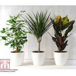 T&M's Choice House Plant Mix -NAOMI Plant Shop HOUS T78783 B h