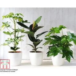 T&M's Choice House Plant Mix -NAOMI Plant Shop HOUS T78783 C h