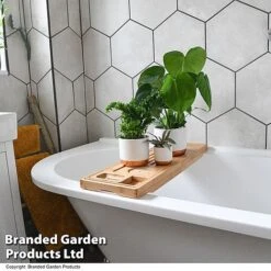 Green Houseplants Bathroom Trio -NAOMI Plant Shop HOUS BATHRTRIO T43636