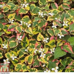 Houttuynia Cordata 'Chameleon' -NAOMI Plant Shop HOUT 58076 A
