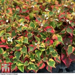 Houttuynia Cordata 'Chameleon' -NAOMI Plant Shop HOUT 58076 D