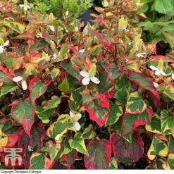 Houttuynia Cordata 'Chameleon' -NAOMI Plant Shop HOUT 58076 F