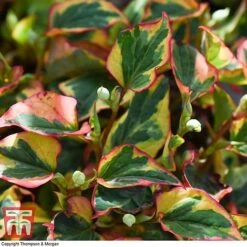 Houttuynia Cordata 'Flame' -NAOMI Plant Shop HOUT T80293 E