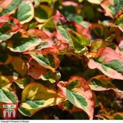 Houttuynia Cordata 'Flame' -NAOMI Plant Shop HOUT T80293 F