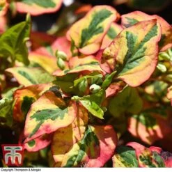 Houttuynia Cordata 'Flame' -NAOMI Plant Shop HOUT T80293 G