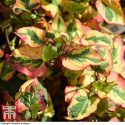 Houttuynia Cordata 'Flame'