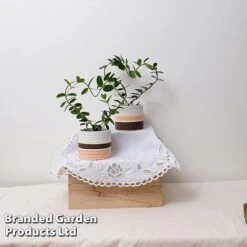 Heart-Shaped Hoya Carnosa In Decorative Ceramic Pot -NAOMI Plant Shop HOYA HEARTC9CM S47727