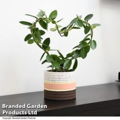 Heart-Shaped Hoya Carnosa In Decorative Ceramic Pot -NAOMI Plant Shop HOYA HEARTCARN T48045