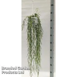 Hoya Linearis -NAOMI Plant Shop HOYA LINEARIS KF1285 A