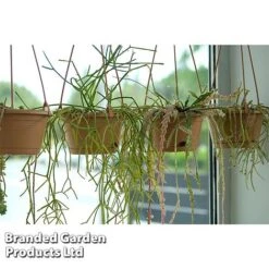 Hoya Linearis -NAOMI Plant Shop HOYA LINEARIS KF1285 B