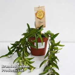 Hoya Wayetii -NAOMI Plant Shop HOYA WAYET12CM T45174E