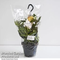 Hoya Wayetii -NAOMI Plant Shop HOYA WAYET14CM T45350