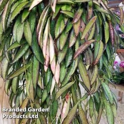 Hoya Wayetii -NAOMI Plant Shop HOYA WAYETII KF1288