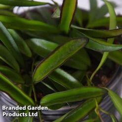 Hoya Wayetii -NAOMI Plant Shop HOYA WAYETII T45177B