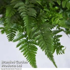 Humata Tyermannii -NAOMI Plant Shop HUMA WKC8849 C