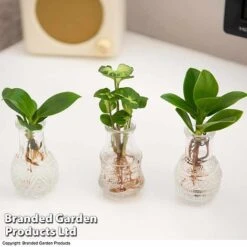 Hydroponic Collection Trio -NAOMI Plant Shop HYDR COLL C